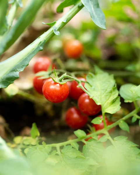 Industrial Crops