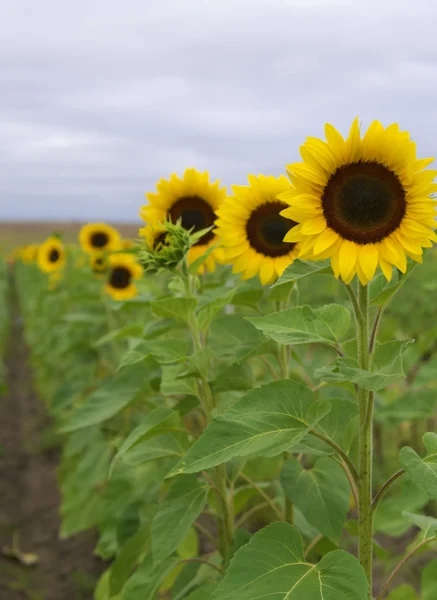 Oilseeds