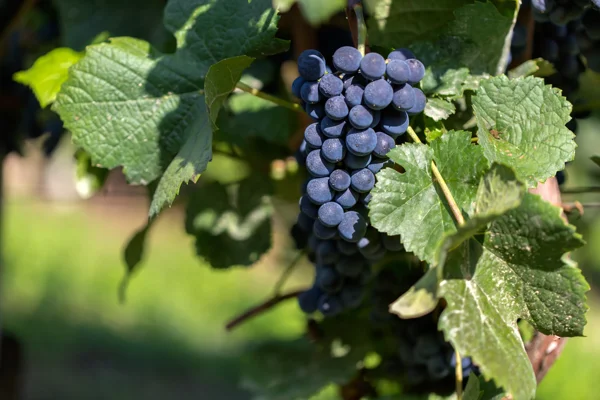 Grapevine